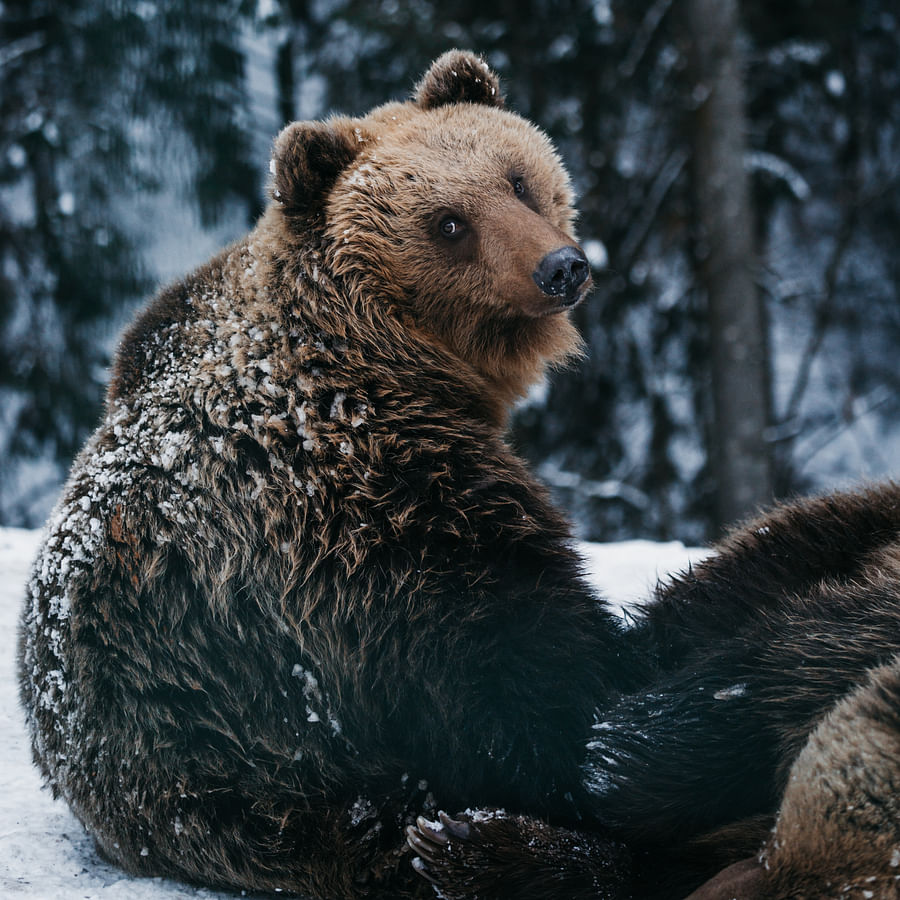 Flock of chickens huddling together in cold winter weather