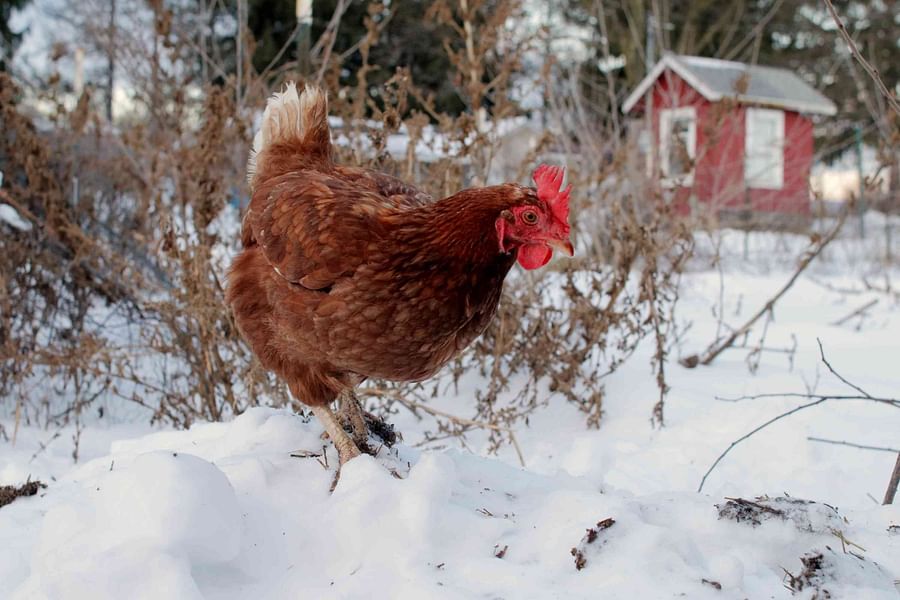 Winter chickens fluffed up to keep warm