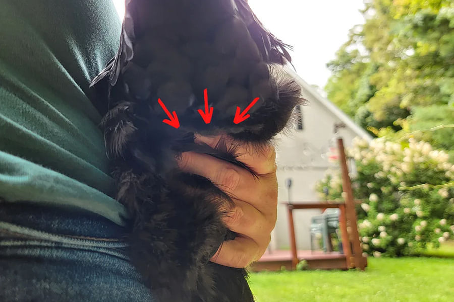 Chicken preparing to lay an egg