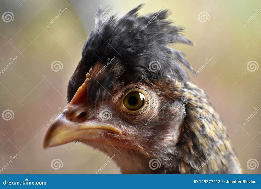 Close-up of a Polish chicken\'s fluffy crest