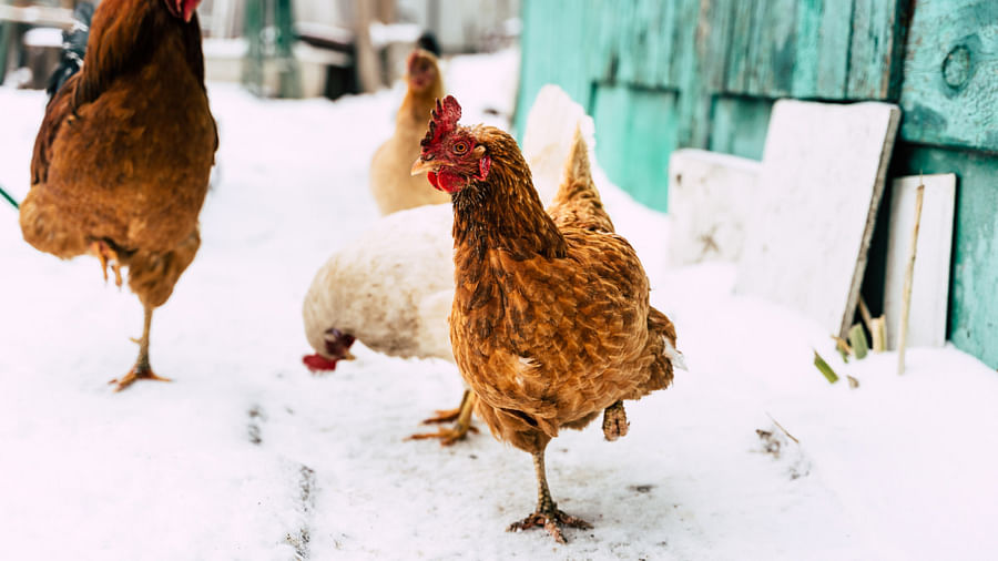 Surviving Winter Key Strategies to Help Your Chickens Tolerate Cold