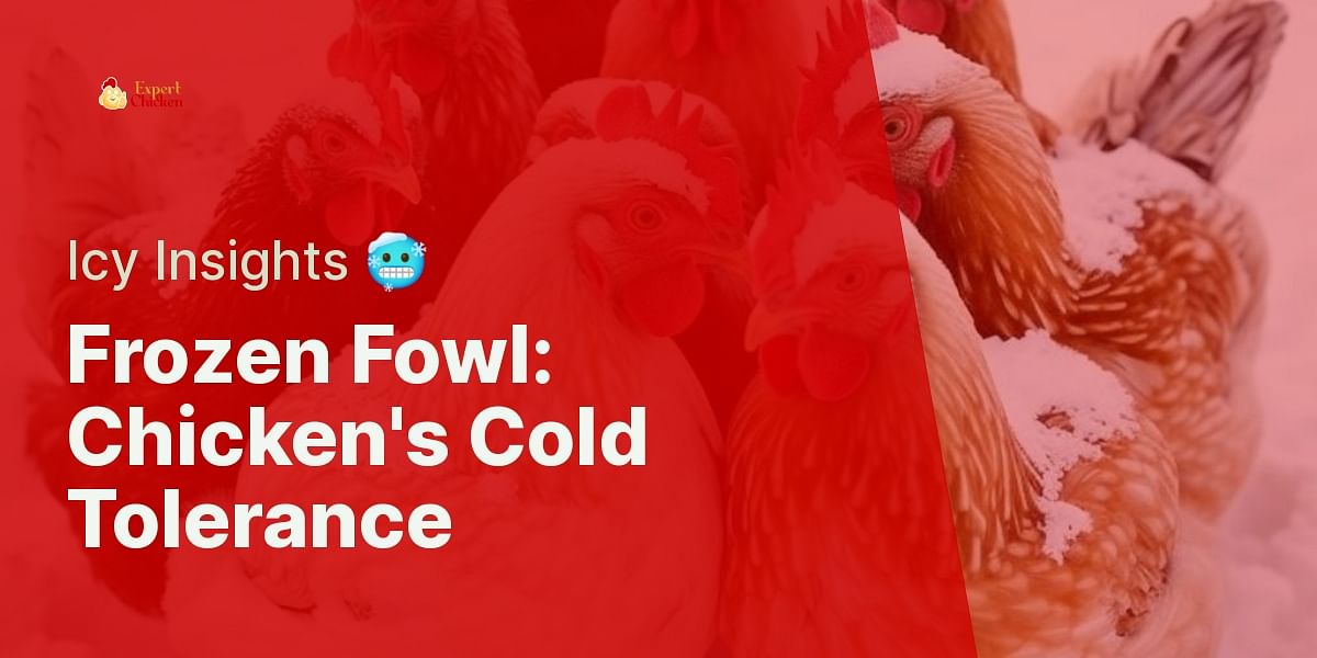 Chilling Facts How Cold Can Chickens Really Tolerate?