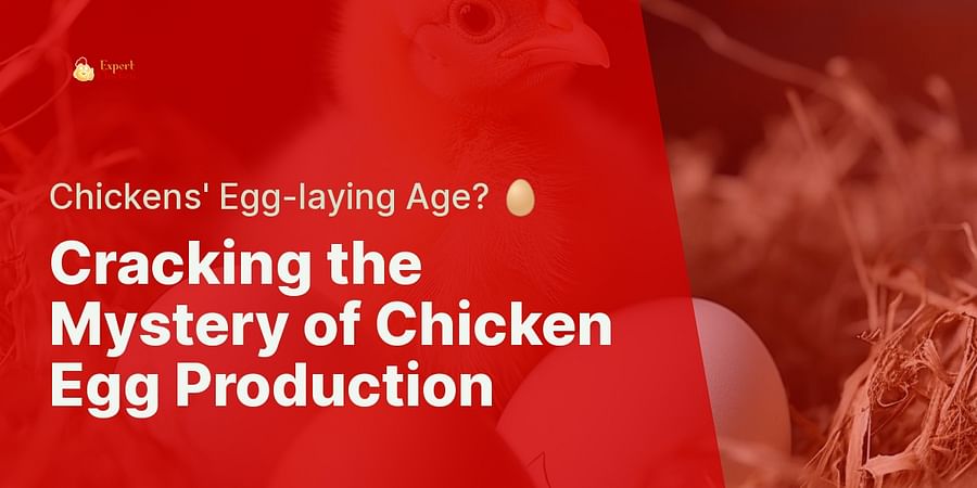Cracking the Mystery of Chicken Egg Production - Chickens' Egg-laying Age? 🥚