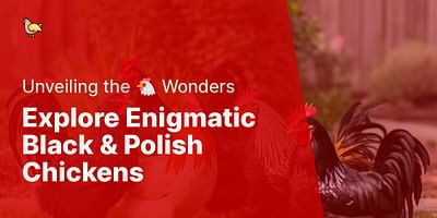 Explore Enigmatic Black & Polish Chickens - Unveiling the 🐔 Wonders