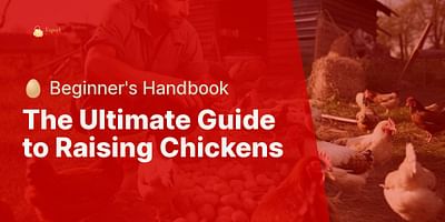 The Ultimate Guide to Raising Chickens - 🥚 Beginner's Handbook