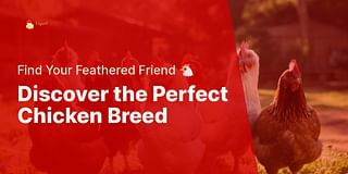 Discover the Perfect Chicken Breed - Find Your Feathered Friend 🐔