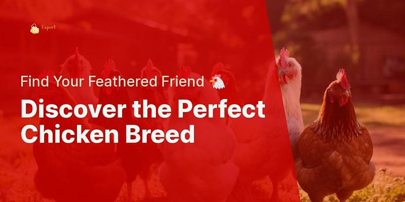 Discover the Perfect Chicken Breed - Find Your Feathered Friend 🐔