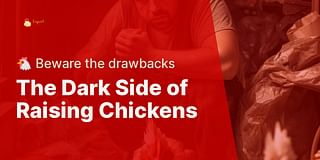 The Dark Side of Raising Chickens - 🐔 Beware the drawbacks