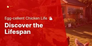 Discover the Lifespan - Egg-cellent Chicken Life 🐔