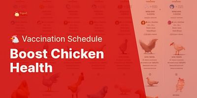 Boost Chicken Health - 🐔 Vaccination Schedule