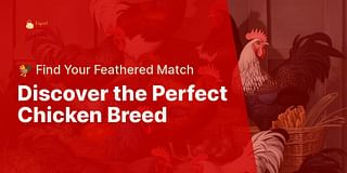 Discover the Perfect Chicken Breed - 🐓 Find Your Feathered Match