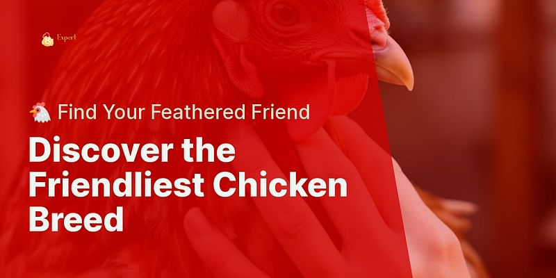 Discover the Friendliest Chicken Breed - 🐔 Find Your Feathered Friend