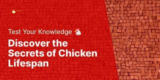 Discover the Secrets of Chicken Lifespan - Test Your Knowledge 🐔