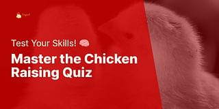 Master the Chicken Raising Quiz - Test Your Skills! 🧠