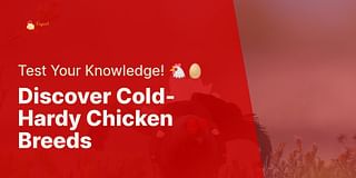 Discover Cold-Hardy Chicken Breeds - Test Your Knowledge! 🐔🥚