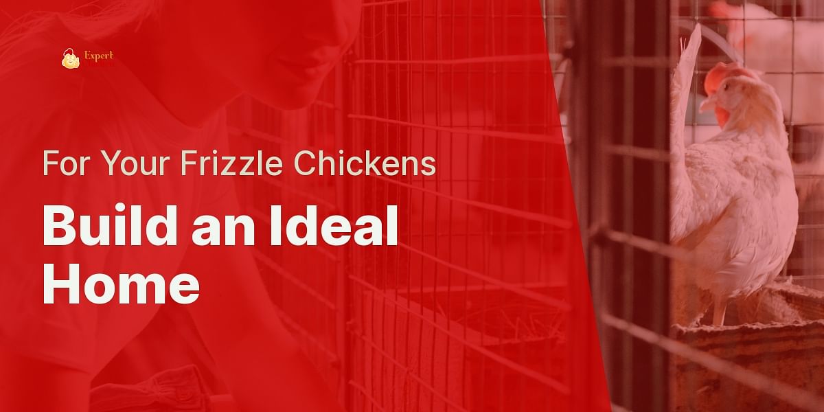 Creating the Perfect Coop for Your Frizzle Chickens Expert Chicken