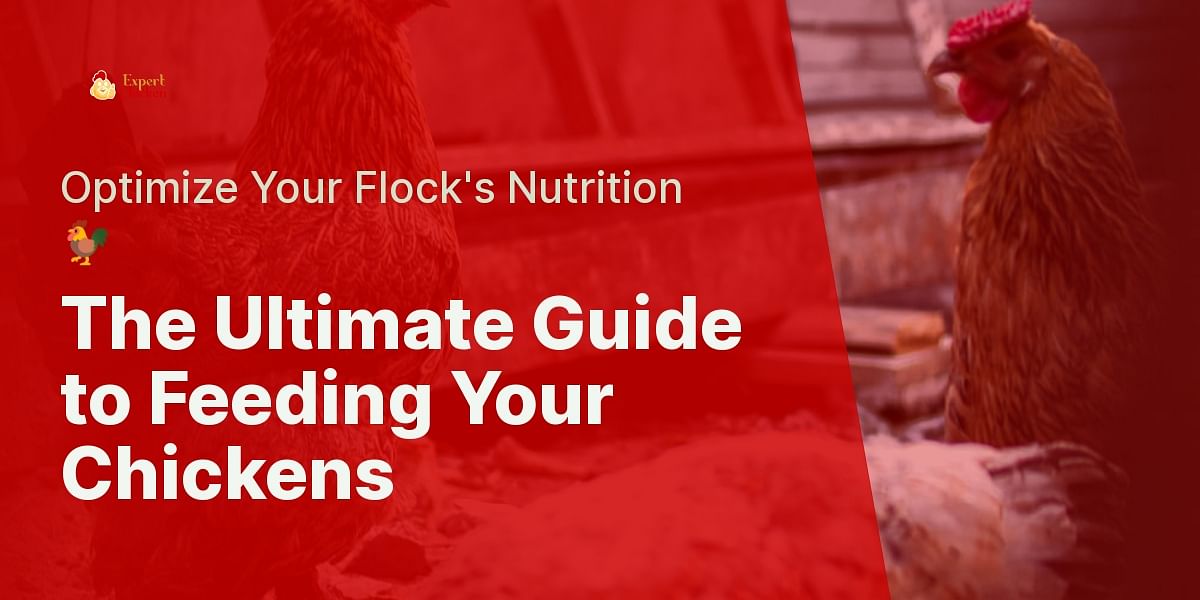 Feeding Your Chickens Right A StepbyStep Guide Expert Chicken