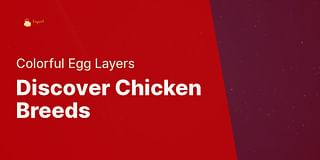 Discover Chicken Breeds - Colorful Egg Layers