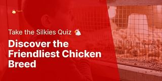 Discover the Friendliest Chicken Breed - Take the Silkies Quiz 🐔