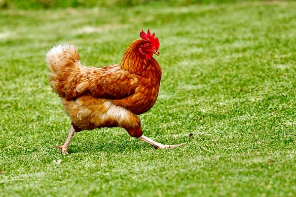 what-is-your-favorite-chicken-breed