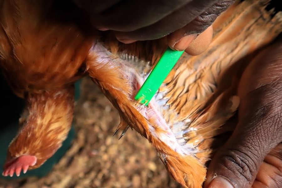 chicken vaccination instructions