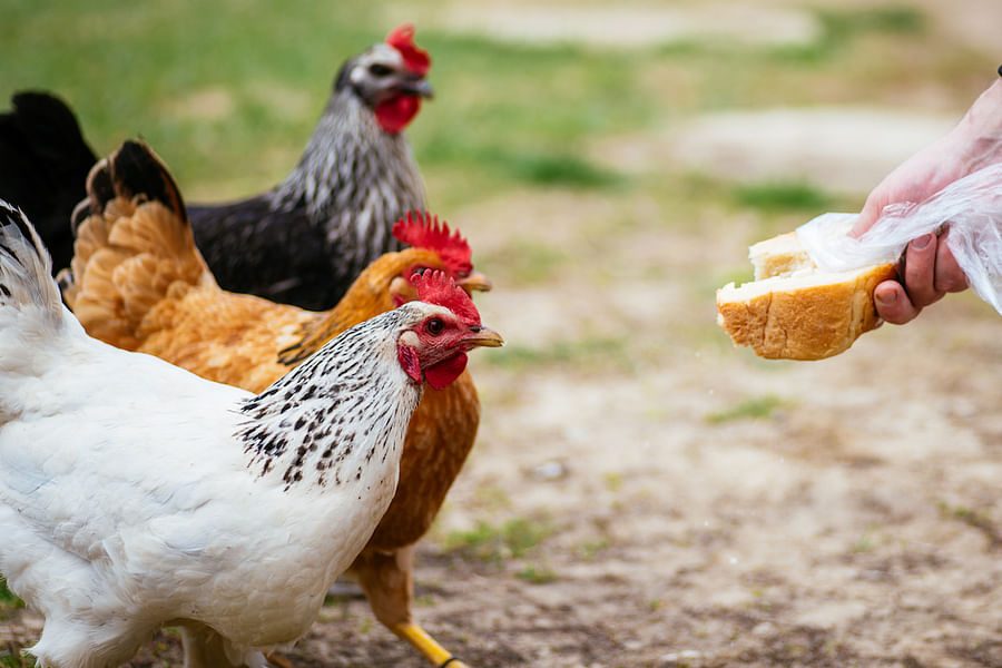 chickens eating bread