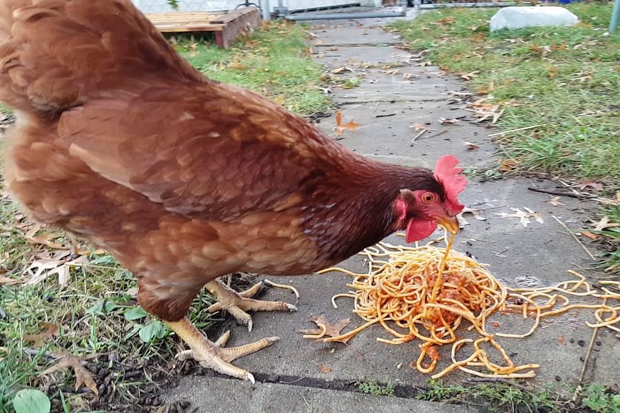 chickens eating pasta