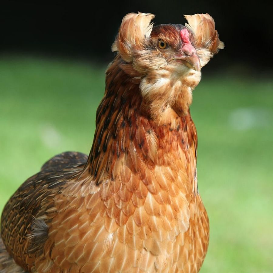 Araucana chicken with blue egg laying feature, tufted ears and tailless body