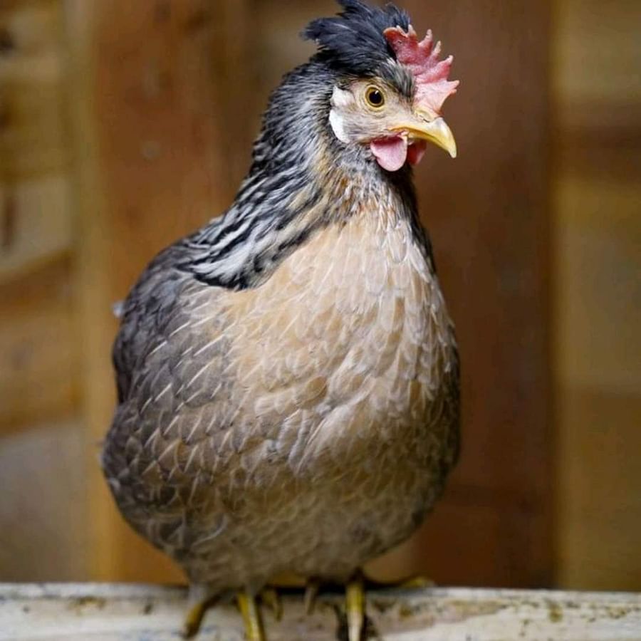 Cream Legbar chicken showing its distinctive crest of feathers