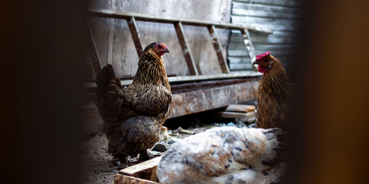 Feeding Your Chickens Right A Step By Step Guide Expert Chicken